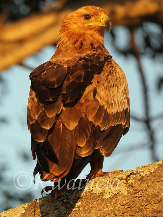 Отель Kwalucia Private Safari Retreat Сент-Люсия Экстерьер фото
