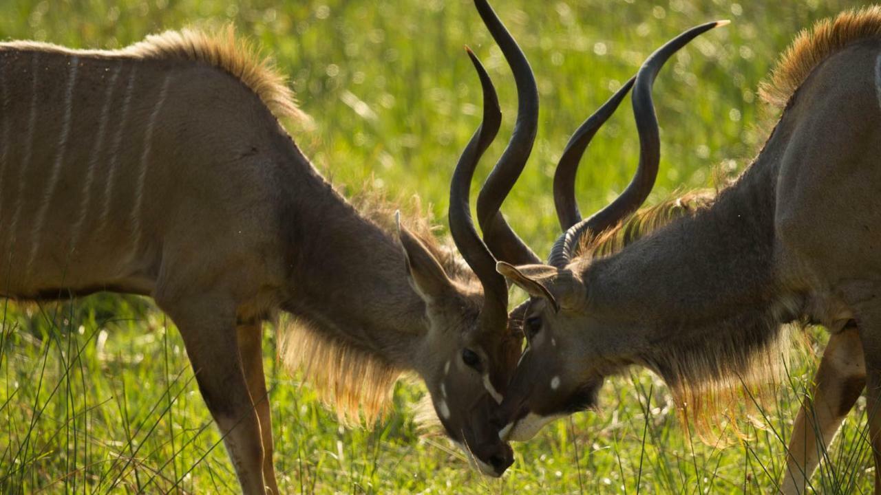 Отель Kwalucia Private Safari Retreat Сент-Люсия Экстерьер фото