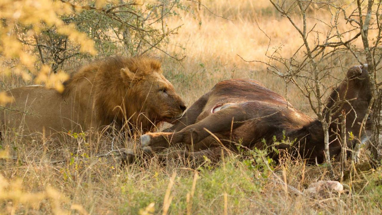 Отель Kwalucia Private Safari Retreat Сент-Люсия Экстерьер фото