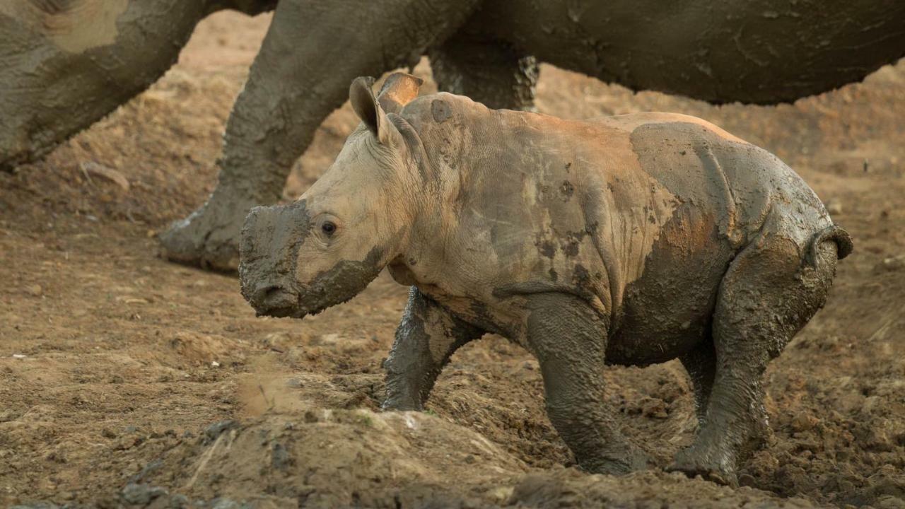 Отель Kwalucia Private Safari Retreat Сент-Люсия Экстерьер фото