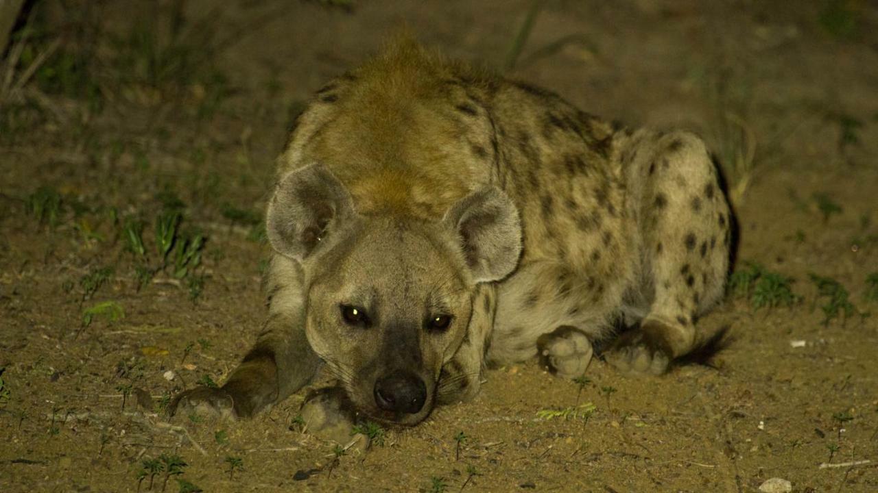 Отель Kwalucia Private Safari Retreat Сент-Люсия Экстерьер фото