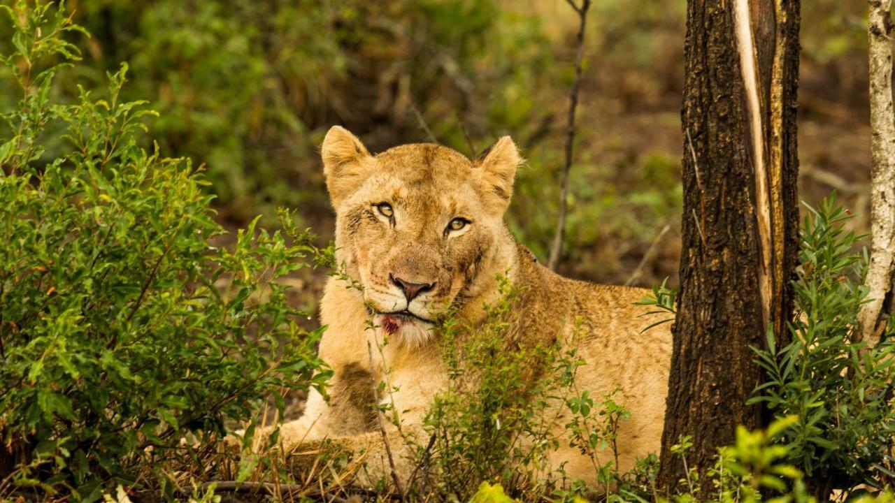 Отель Kwalucia Private Safari Retreat Сент-Люсия Экстерьер фото