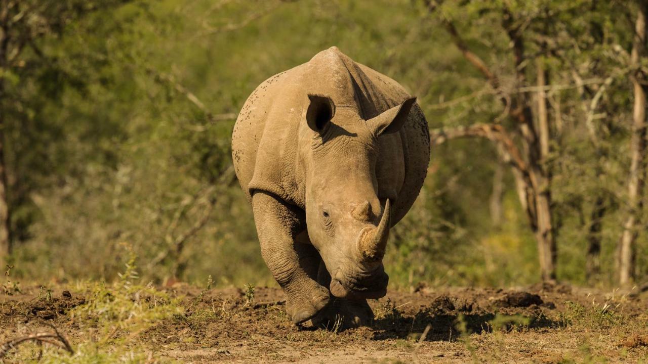 Отель Kwalucia Private Safari Retreat Сент-Люсия Экстерьер фото
