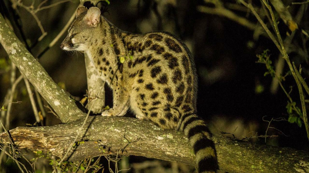 Отель Kwalucia Private Safari Retreat Сент-Люсия Экстерьер фото
