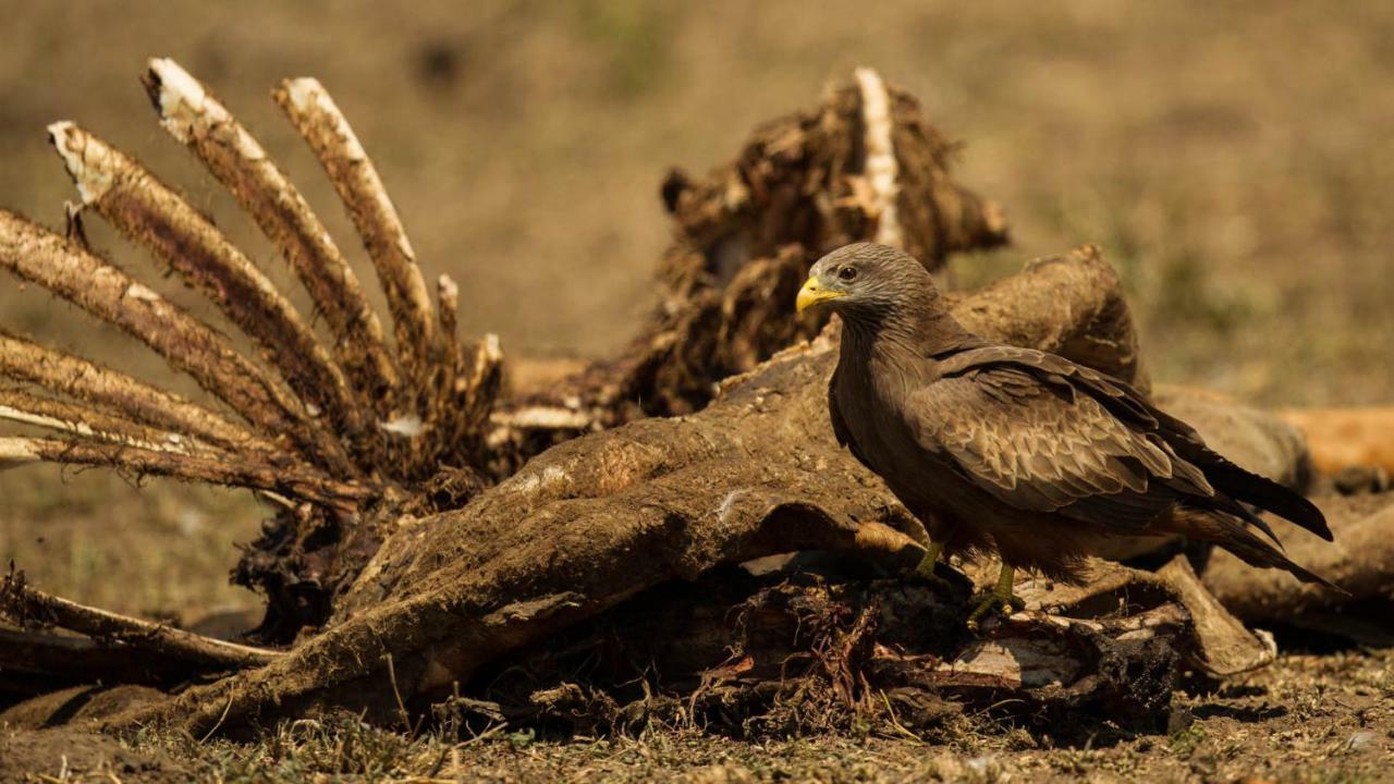 Отель Kwalucia Private Safari Retreat Сент-Люсия Экстерьер фото