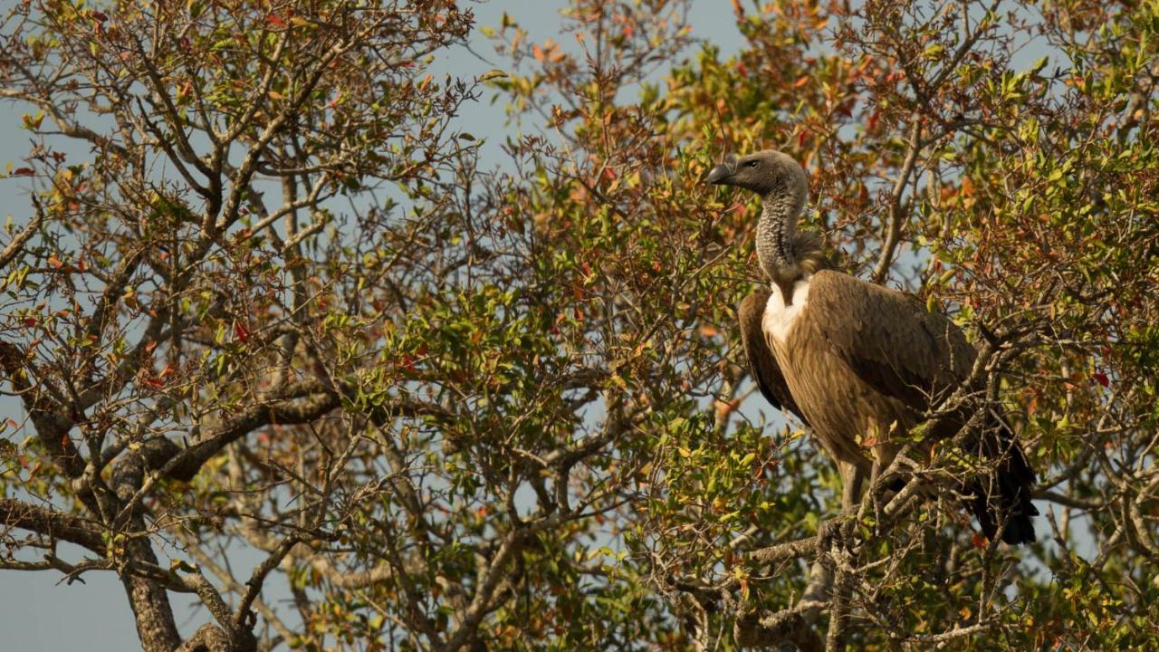 Отель Kwalucia Private Safari Retreat Сент-Люсия Экстерьер фото