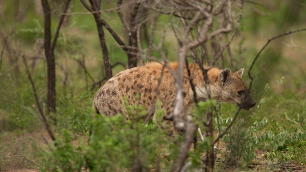 Отель Kwalucia Private Safari Retreat Сент-Люсия Экстерьер фото
