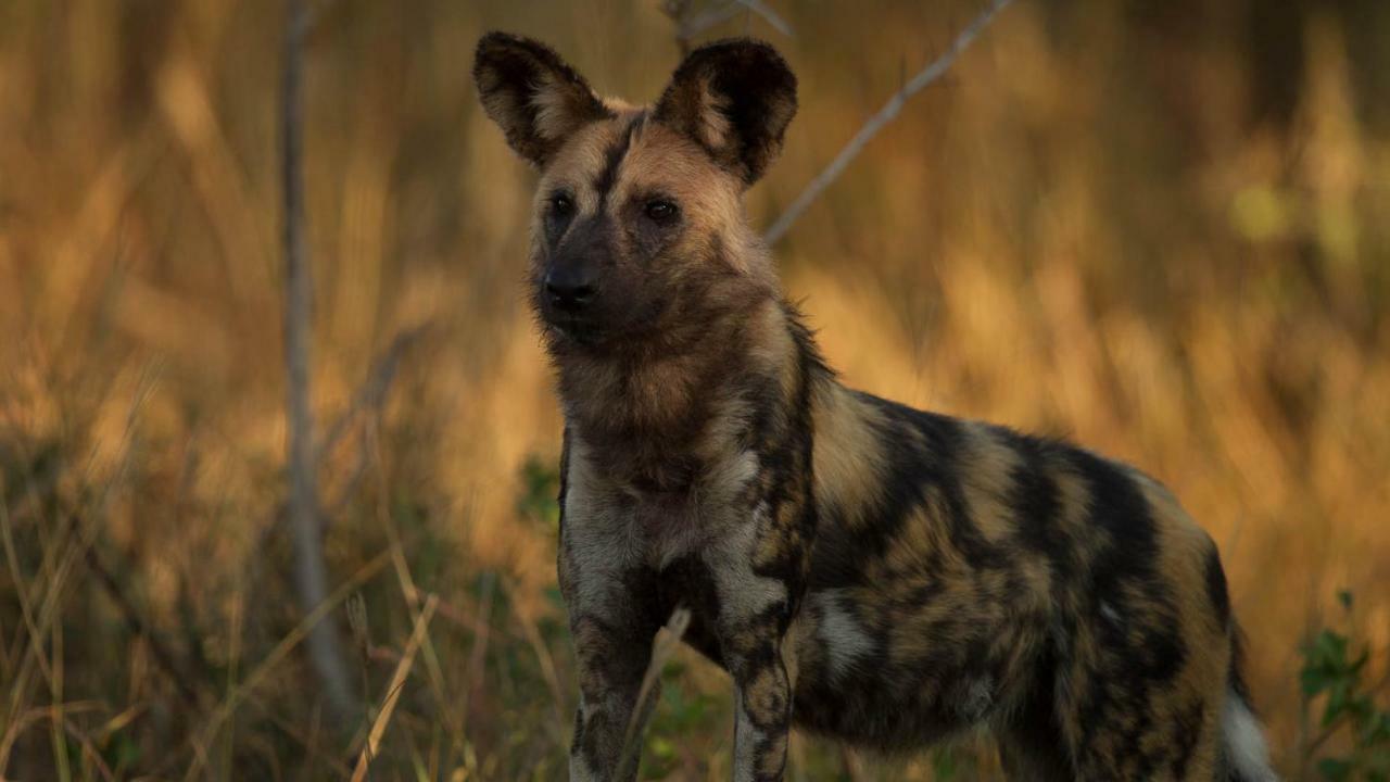 Отель Kwalucia Private Safari Retreat Сент-Люсия Экстерьер фото