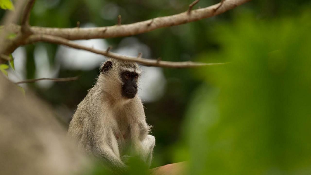 Отель Kwalucia Private Safari Retreat Сент-Люсия Экстерьер фото