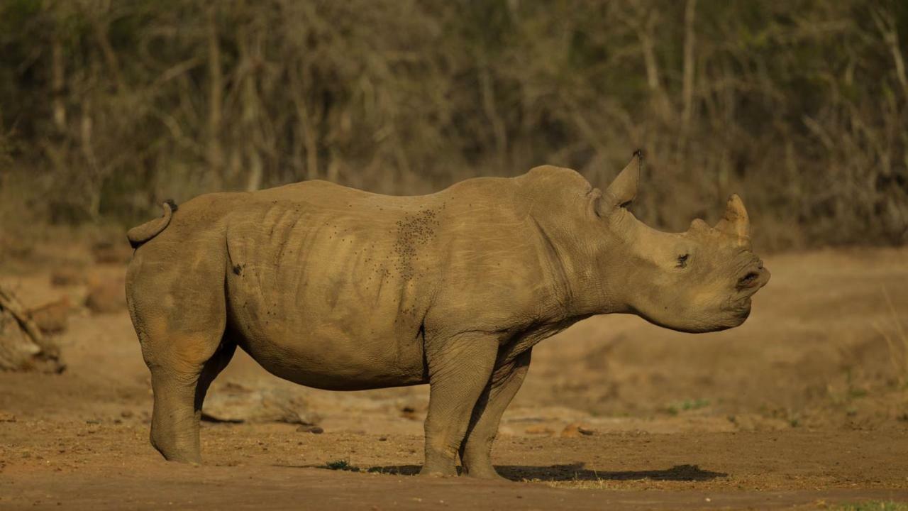 Отель Kwalucia Private Safari Retreat Сент-Люсия Экстерьер фото