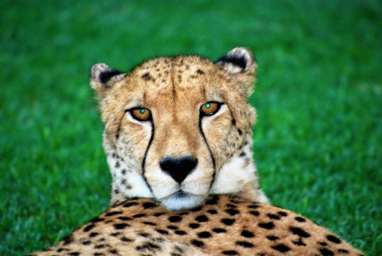 Отель Kwalucia Private Safari Retreat Сент-Люсия Экстерьер фото